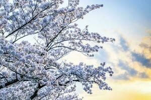 hermosa Cereza flores sakura flores en Japón. viaje primavera tiempo. foto