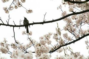 hermosa Cereza flores sakura flores en Japón. viaje primavera tiempo. foto