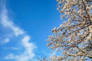 Beautiful cherry blossoms. sakura flowers in japan. Travel spring time. photo