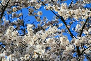hermosa Cereza flores sakura flores en Japón. viaje primavera tiempo. foto