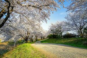 Beautiful cherry blossoms. sakura flowers in japan. Travel spring time. photo