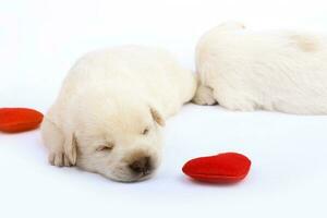 Cute little dogs isolated on white background photo