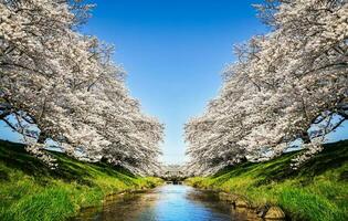 Beautiful cherry blossoms. sakura flowers in japan. Travel spring time. photo