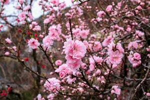 hermosa Cereza flores sakura flores en Japón. viaje primavera tiempo. foto