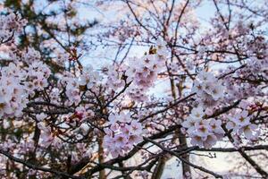 Beautiful cherry blossoms. sakura flowers in japan. Travel spring time. photo