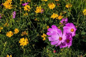 Colorful flower in the garden photo