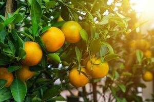 naranja árbol con luz de sol foto