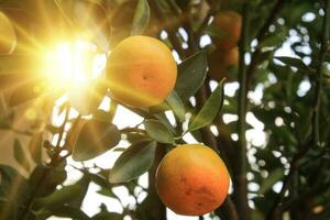 Orange tree with sunlight photo