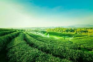 jardín de té verde foto