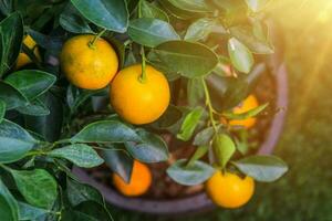 Orange tree with sunlight photo