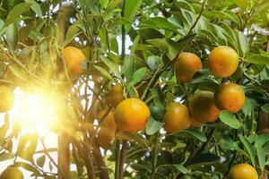 Orange tree with sunlight photo