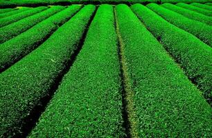 Tea plantation in shizuoka, obuchi sasaba, japan photo