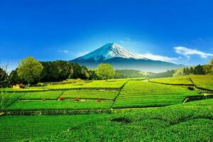 Tea plantation on the back overlooking Mount Fuji with clear sky in shizuoka, obuchi sasaba, japan photo