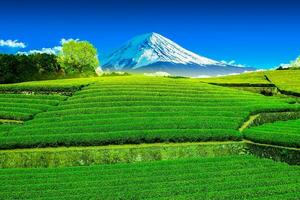 té plantación en el espalda con vista a montar fuji con claro cielo en shizuoka, obuchi sasaba, Japón foto