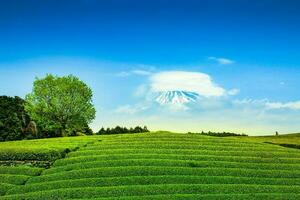 Tea plantation on the back overlooking Mount Fuji with clear sky in shizuoka, obuchi sasaba, japan photo