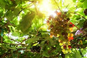 Ripe grapes hung on vineyards of grape trees photo