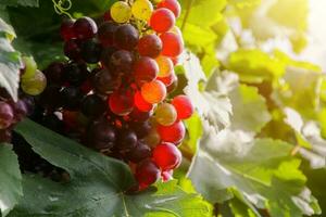 Ripe grapes hung on vineyards of grape trees photo