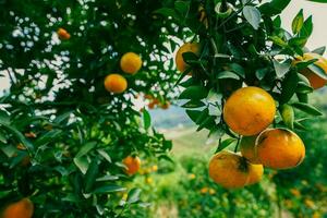 Orange tree in the garden photo