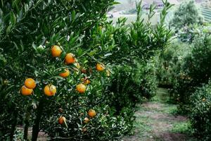 Orange tree in the garden photo