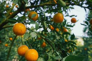 Orange tree in the garden photo