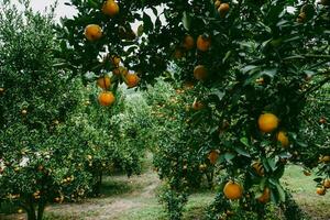 Orange tree in the garden photo