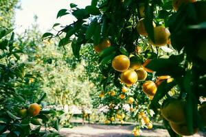 Orange tree in the garden photo