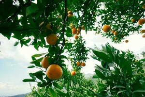 Orange tree in the garden photo