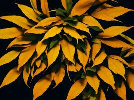 tropical yellow and orange color leaves in black background, AI generation. photo