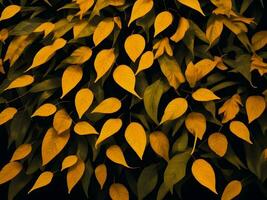 tropical yellow and orange color leaves in black background, AI generation. photo