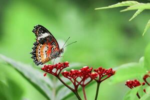monarca mariposa en flor. imagen de un mariposa monarca en rojo flor con verde borroso antecedentes. naturaleza valores imagen de un de cerca insecto. más hermosa imagen de un alas mariposa en flores foto