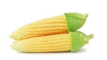 Single ear of corn isolated on white background as package design element, Fresh corn, Clipping path. photo