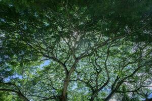 Beautiful nature. Tall trees with green leaves. Sunlight from above. Look down. See sunlight from bottom view photo