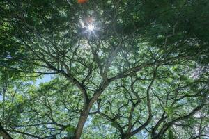 Beautiful nature. Tall trees with green leaves. Sunlight from above. Look down. See sunlight from bottom view photo