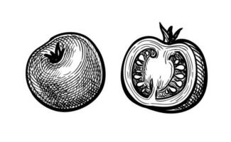 Cereza Tomates. tinta bosquejo de aislado en blanco antecedentes. mano dibujado vector ilustración. retro estilo.