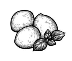 Mozzarella cheese with basil. Ink sketch isolated on white background. Hand drawn vector illustration. Vintage style stroke drawing.