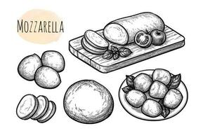 Mozzarella cheese big set. basil and tomatoes. Ink sketch isolated on white background. Hand drawn vector illustration. Vintage style stroke drawing.