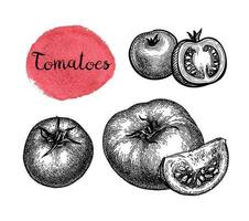 Ink sketch of tomatoes isolated on white background. Hand drawn vector illustration. Retro style.