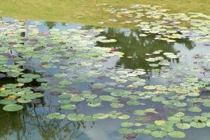 waterlilly leaves floating in a Japanese temple pond photo