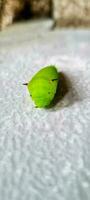 verde orugas con pequeño cuerno foto