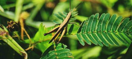 brown grasshopper on the green leaf photo