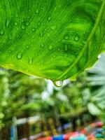 raindrops on the leaves photo