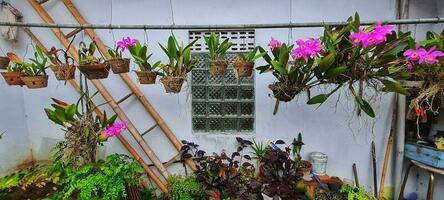 hanging orchid with purple color photo