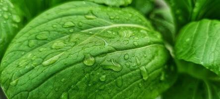 green leaf with pulpy of water photo
