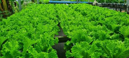 green lettuce with hydroponic photo