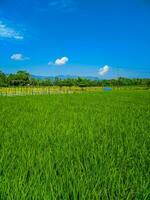 ver de vasto verde arroz campo granja paisaje. foto