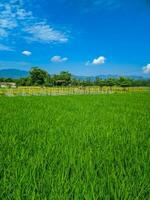 view of vast green rice field farm landscape. photo