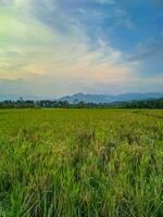 late afternoon rice farming field landscape. photo