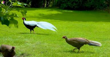 The beautiful stranger bird of the world photo