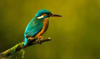 el hermosa desconocido pájaro de el mundo foto