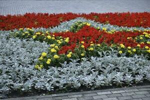 Flower beds in the memorial Park. Beautiful park flowers. photo